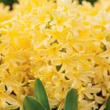 Yellowstone Hyacinthus Oriantalis Sarı Sümbül Soğanı 3 Adet