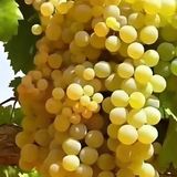 Yemesi Mükemmel Kokulu Yüksek Aromalı Dökülgen Üzüm Fidanı