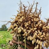 Yeni Hasat Taze Haşlamalık Çiğ Yer Fıstığı Yeni Söküm (3 Kg)