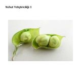 Yeni Mahsül Geleneksel Nohut Tohumu Bol Verim 30 Tohum+ Toh