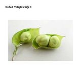 Yeni Mahsül Geleneksel Nohut Tohumu Bol Verim 30 Tohum+Hediye Toh