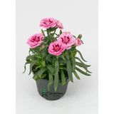 Yeni Sezon Ürün Mis Kokulu Pembe Renk 1 Adet Saksılı 15-25CM Pink Dianthus