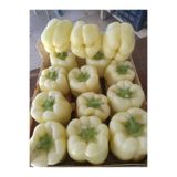 yenibagshop Garden Doğal Beyaz Dolma Biberi Tohumu 100 Ad. Tohum