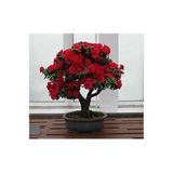 yenibagshop Look Bodur Kırmızı Gül Bonzai Ağacı Tohumu 5 Adet Tohum Bonsai Ağacı Tohumu TH-0977964300091
