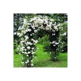 yenibagshop Look Nadir Ithal Yediveren Beyaz Sarmaşık Gül Tohumu 5 Tohum TH-877796320216