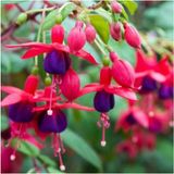 Yer Küpelisi Fuchsia Küpe Küpeli Çiçegi Fidanı 10-20 cm