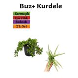 Yer Örtücü Buz Çiçeği+ Kurdela Çiçeği (5-15 Cm) Saksılı Dış Mekan Bitkileri, SRD04022025BYB474