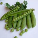 Yerli Ata Tohumu Iri Tane Bezelye 25 Gr