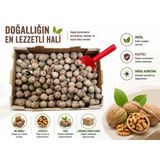 Yerli Ata Tohumu Topak Cinsi Yağlı Kabuklu Ceviz