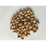 YERLİ AYŞE KADIN SIRIK FASULYE TOHUMU 500 GR (KREM-BEYAZ)
