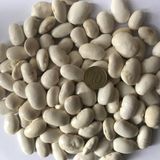 YERLİ BOMBAY İRİ TANE BEYAZ SIRIK FASULYE TOHUMU 100 GR