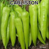 Yerli çarliston biber tohumu 10 gr (ort 1200 ad)