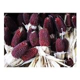 Yerli Çilek Mısır (Strawberry Popcorn) Tohumu (15 Adet)
