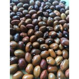 Yerli Geniş Sırık Fasulye Tohumu 100 Gr (Kahverengi)