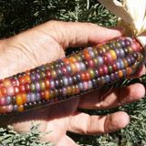 Yerli Gökkuşağı (İndian Rainbow Corn) Mısır Tohumu (15 Adet)