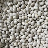 YERLİ GÜZLÜK OTURAK FASULYE TOHUMU 100 GR