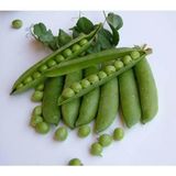 Yerli İri Tane Bezelye Tohumu 50 Gr (takribi 150 Tohum) İlaçlı