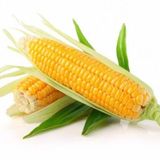Yerli İri Tane Mısır Tohumu 1 Kg