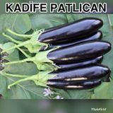 Yerli Kadife Patlıcan Tohumu 10 Gr (Ort 2000 Ad Tohum)