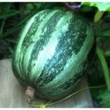 Yerli Kara Kabak Tohumu 10 GR Ort 50 Ad Tohum N116467