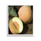 Yerli Kavun Tohumu, 100 Adet, Ananas Tohumu