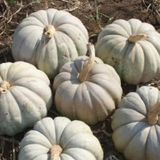 Yerli Kestane Kabak Tohumu 10 Gr Ort 25 Ad Tohum N11.2284