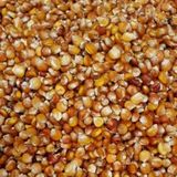 Yerli Kokulu Koy Misir Tohumu 1 Kg