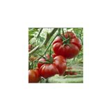 Yerli Marmande Domatesi Tohumu / 25+ Tohum