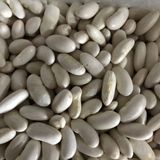 YERLİ OTURAK BEYAZ FASULYE ( HOROZ FASULYESİ ) 100 GR
