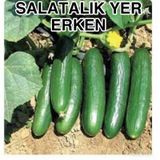 Yerli Oturak Salatalık Tohumu 5 Gr (Ort 150 Ad Tohum)