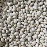 Yerli oturak şeker fasulye tohumu (500 gr)