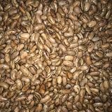 Yerli Perolar Uzun-enli Erkenci Sırık Fasulye Tohumu 500 Gr
