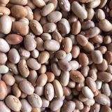YERLİ SARI ŞEKER SIRIK FASULYE TOHUMU 500 GR