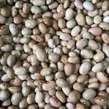 YERLİ SIRIK AYŞE KADIN FASULYE TOHUMU 500 GR (KREM)