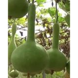 Yerli Su Kabağı Tohumu 5 Ad Tohum N112387