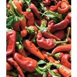 YERLİ TATLI MARAŞ BİBERİ TOHUMU 25 GR ORT 3000 AD TOHUM