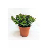 Yerli Üretim Crassula Ovata Para Çiçeği Fidanı 10-20 Cm