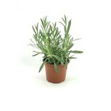 Yerli Üretim Lavanta Fidanı Fidesi 10-30 Cm