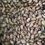 Yerli Uzun Sırık Barbunya Tohumu 100 Gr