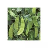Yerli Yaprak Bezelye Tohumu (İlaçsız) 500 Gr