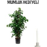 Yeşil Benjamin Bitkisi Sevgililer Gününe Özel Mumluk Hediyeli Ofis Bitkisi