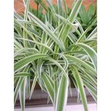 Yeşil Beyaz Kurdele Çiçeği (Chlorophytum) 10-20 cm