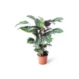 Yeşil Bitki - Calathea Louisae | Dua Çiçeği