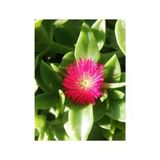 Yeşil Buz Çiçeği Fidesi Fidanı 10-20 cm
