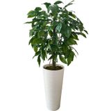 YEŞİL CEVİZ 200 CM Yapay AĞAÇ 80X40 BEYAZ KUMSAL SAKSI