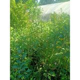 Yeşil Deniz Fidancılık Fuji Elma Fidanı Tüplü 100-150 cm
