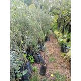 Yeşil Deniz Fidancılık Gemlik Trilye Zeytin Fidanı 80-120 Cm