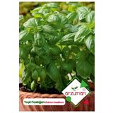 Yeşil Fesleğen - Yeşil Reyhan (ocimum Basilicum) Çiçek Tohumu 100 Adet