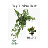 Yeşil Hedera Helix Sarmaşığı 1 Adet Saksılı 30-40Cm +Yeşim Para Çiçeği