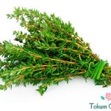 Yeşil Kekik Tohumu (100 Tohum)